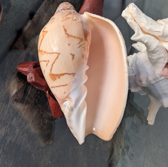 Seashell Collection - Picture 7 of 8